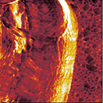 phase image of ecoli